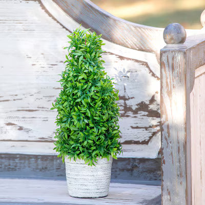 Park Hill Medium Cone Topiary