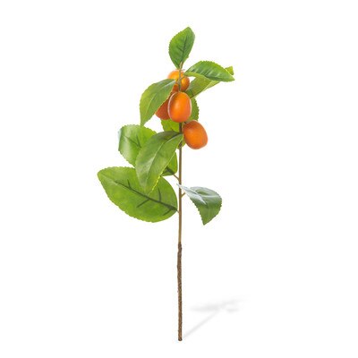 Park Hill Kumquat Stem