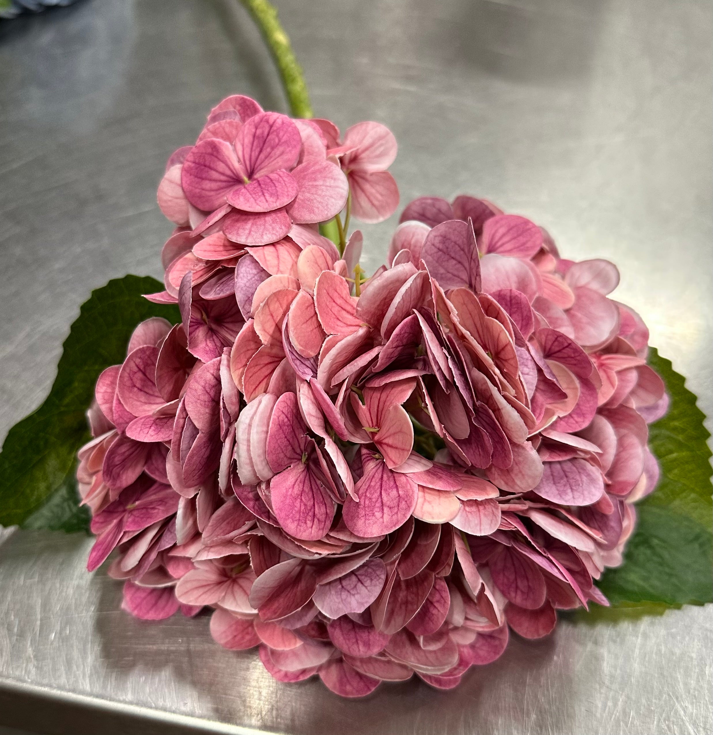 GA1636 Fuchsia Hydrangea Stem