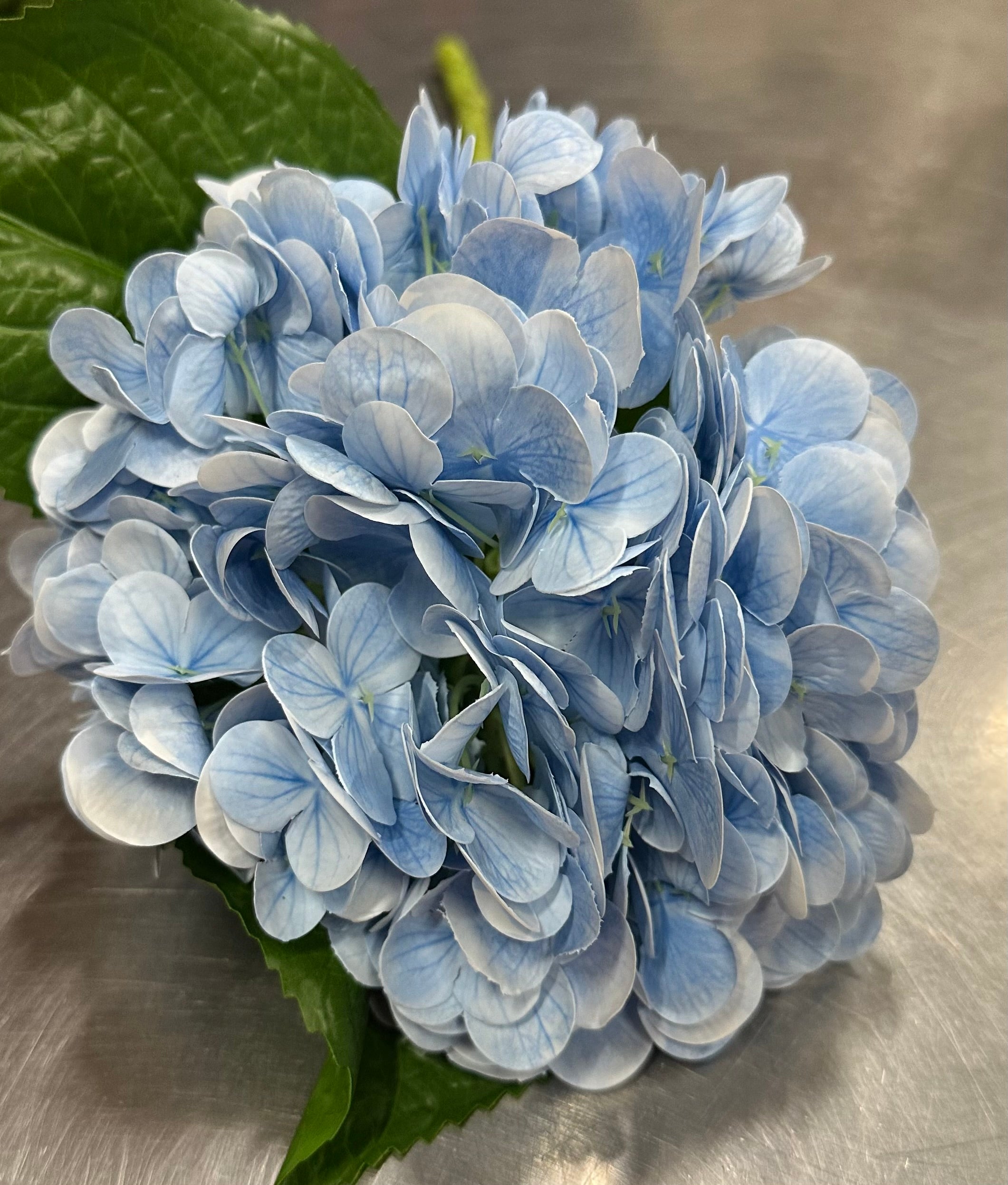 GA1636 Blue hydrangea stem