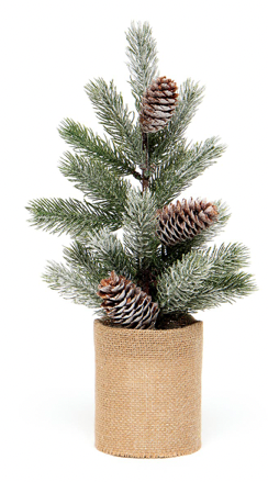 Tree Spruce Pine Medium