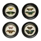 Creative Co-op Framed Wall Art Moth/Butterfly